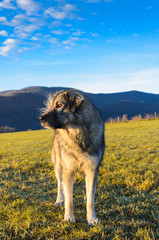 Sarplaninac dog breed