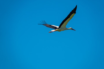 a stork flies in nice weather in the blue sky