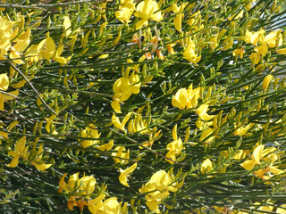 Obraz na płótnie Canvas Flor silvestre de color amarillo