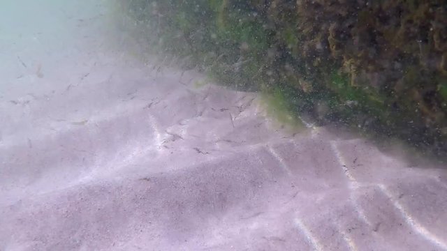swarm of young sea lampreys in the   Baltic sea in spring in Poland