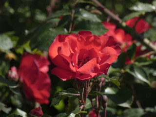 Rosas en un jardín urbano, fotografiado el mes de mayo