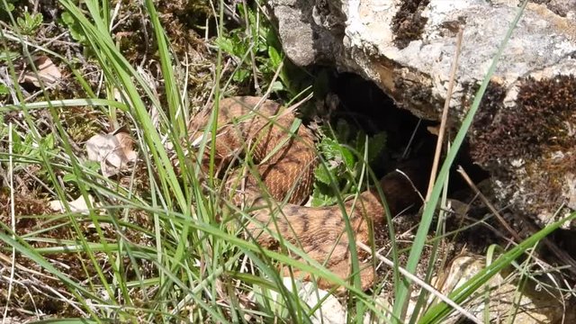 Aspisviper&nbsp;(Vipera aspis) im Elsass, Frankreich