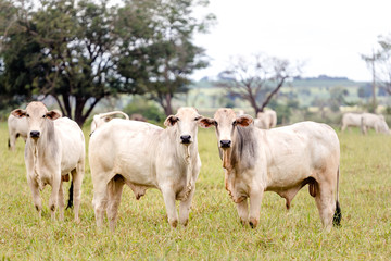 Obraz na płótnie Canvas Herd of Nelore cattle in Mato Grosso do Sul. Livestock of Brazil