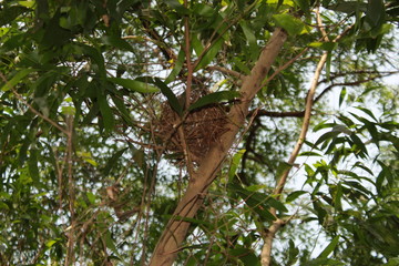 Bird nest
