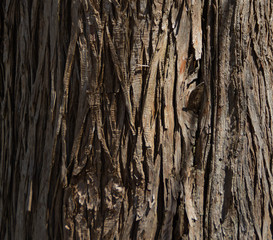 Close Up Shot of Natural Tree Bark.