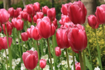 Pinke Tulpen
