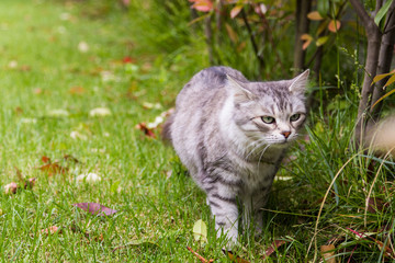 Naklejka na ściany i meble Beautiful cat with long hair outdoor in a garden, siberian purebred kitten on a field