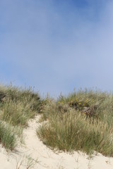 Dunes on Sylt (Germany)