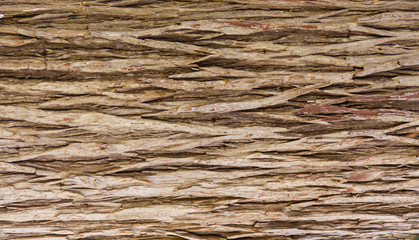Fototapeta premium Close Up Shot of Natural Tree Bark.