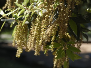 Flores de un árbol en primavera