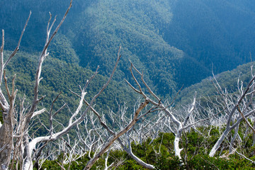 View across the Australian Alps with dead snow gums in the foreground in the Victorian alpine high...