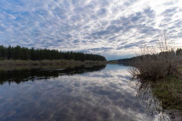 reflection of a tree in a lake