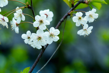 There is a beautiful snow white flowering cherry branch on a blurred dark background. Photograph of cherry blossom. Shooting with wide open aperture outdoors.