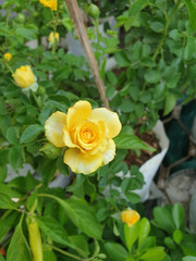 yellow rose in the garden
