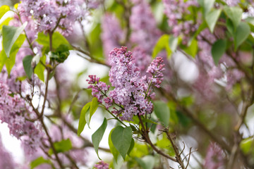 flowers of common lilac Syringa vulgaris in spring garden.