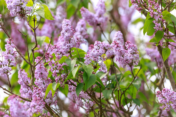 flowers of common lilac Syringa vulgaris in spring garden.
