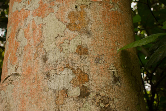 Texture of wood in the jungle close-up. Amazon rainforest. Amazonas, Brazil