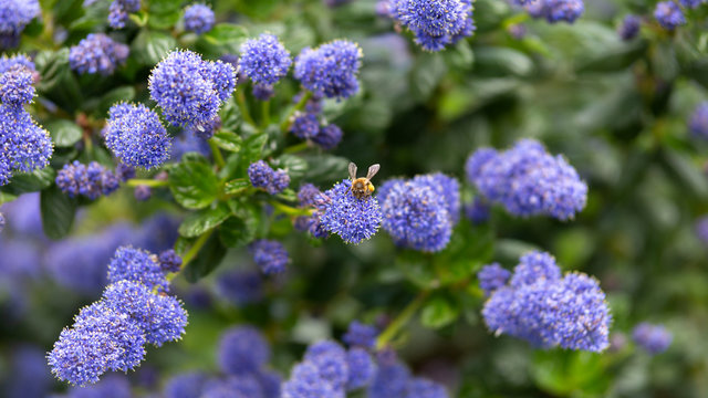 Beautiful blooming purple Californian lilac flowers, Ceanothus thyrsiflorus repens in spring garden.