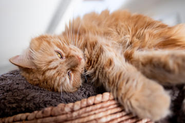 Chat angora roux couché dans son panier