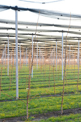 Cherry orchard farming agriculture with irrigation system