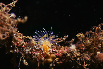 colony of sea anemones under water corals