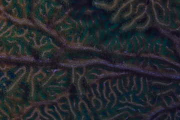 coral reef macro / texture, abstract marine ecosystem background on a coral reef