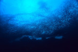under water ocean / landscape underwater world, scene blue idyll nature