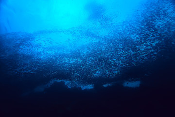 under water ocean / landscape underwater world, scene blue idyll nature