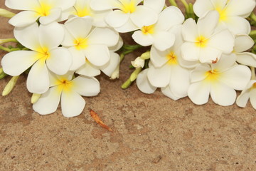 frangipani flowers on wood