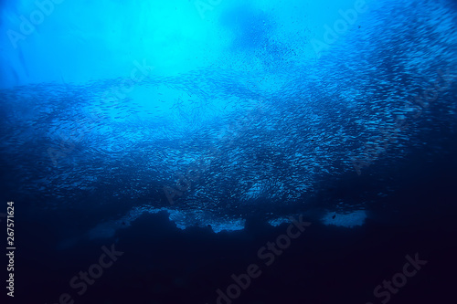 under water ocean / landscape underwater world, scene blue idyll nature