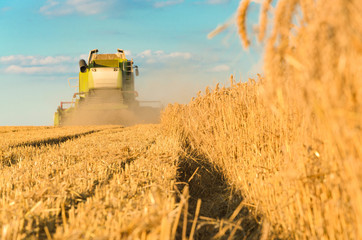 Obraz premium Combine harvesting in a field of golden wheat