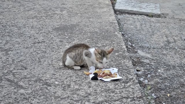 adorable kitten eating food on the yard - pet video - grey kitty 