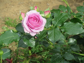 Pink roses