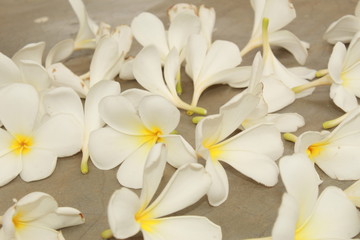 Fototapeta premium white flowers on a background