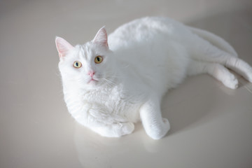 White cat cute . happy cat lovely comfortable . love to animals pet concept .