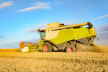 Obraz premium Combine harvesting in a field of golden wheat