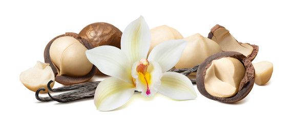 Vanilla and macadamia nuts isolated on white background, horizontal composition - obrazy, fototapety, plakaty