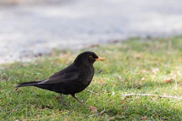 new zealand eurasian blackbird