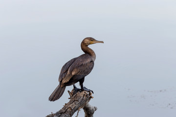 Cape cormorant (Phalacrocorax capensis)