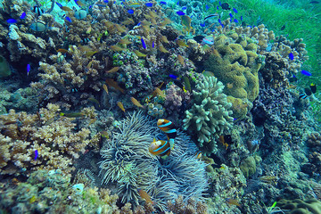 coral reef underwater / lagoon with corals, underwater landscape, snorkeling trip