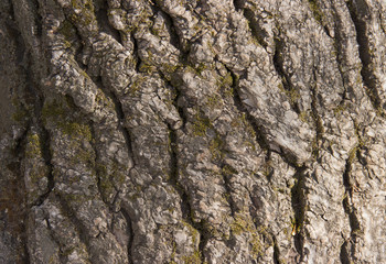interesting texture of the bark of a perennial tree
