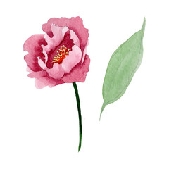 Obraz na płótnie Canvas Dark red peony floral botanical flowers. Watercolor background illustration set. Isolated peony illustration element.