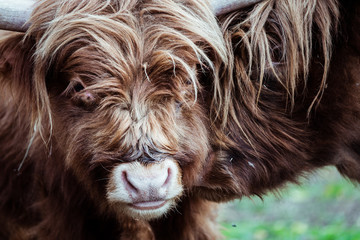 Vache marron aux poils longs et longues cornes