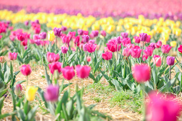 Beautiful blossoming tulips in countryside on spring day