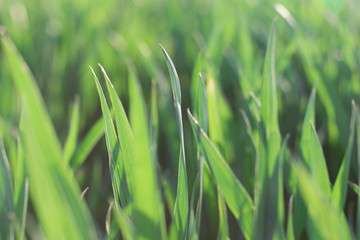 Green grass close up, soft focus.