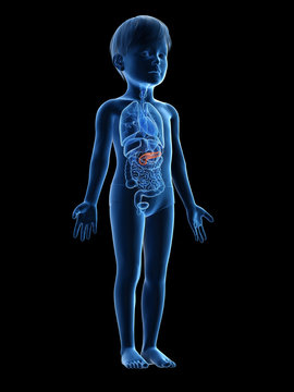 3d rendered medically accurate illustration of a childs pancreas
