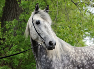 Fototapeta na wymiar Pure Spanish Horse or PRE, portrait against nature background