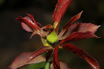 Beautiful nature, Delicate colorful fresh young red roseBud with fresh new leaves in sprig.The first sprouts. Origin of life.