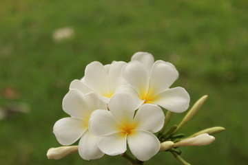 white frangipani flower