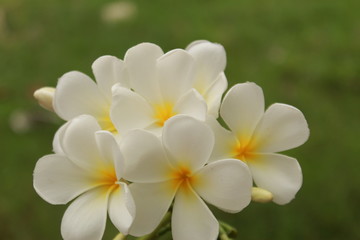 Obraz premium white flowers